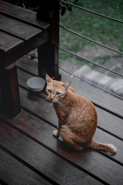 橙色的虎斑猫绳附近栏杆,碗
